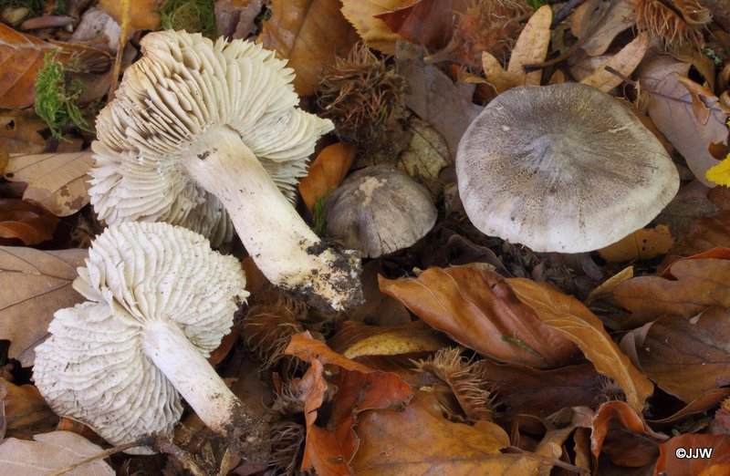 Tricholoma sciodes